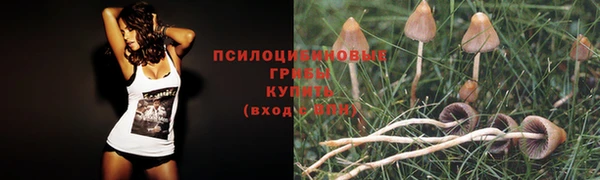 тгк Богданович